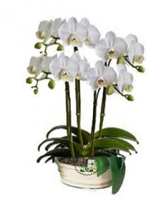 4 lü beyaz orkide