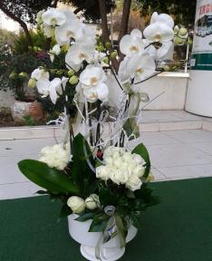 Orkide ve beyaz güller