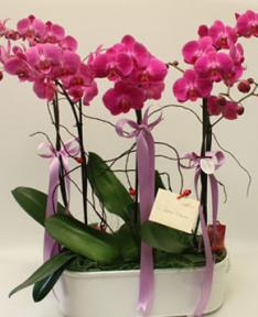 Pembe Orkideler